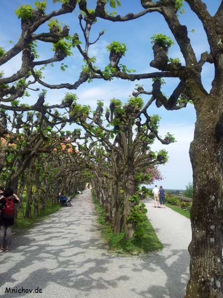 Soubor:Zamek Dachau stromoradi.jpg