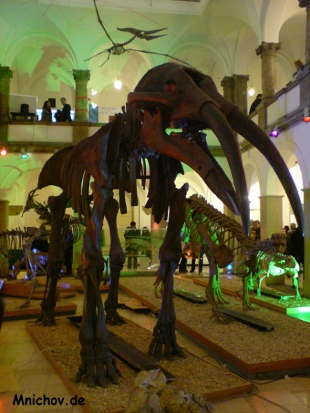 Soubor:Paleontologicke-muzeum-Mnichov-01.jpg